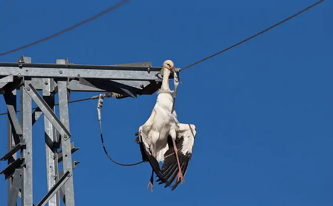Công ty điện lực bị kiện do điện giật chết hàng trăm con chim